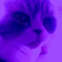 dotorygt
