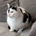 mi_kaas