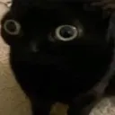 chonkpolentas