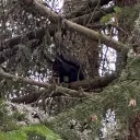 mt_squirrel