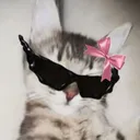 colcatbert