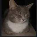 averagedeepwokenhater avatar