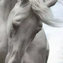horse4879