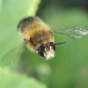 avatar Hairy-Footed Flower Bee