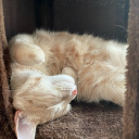 avatar ೃ⁀➷ basil 🏹