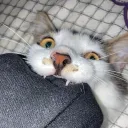 aleth.milanesa avatar