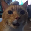 drcheesedip