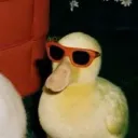ducky_who