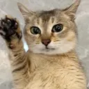 randomguy_ontheinternet2 avatar