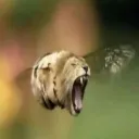 monstergragon