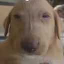 avatar ⭑｡𖦹°‧