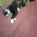 parassadjia