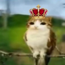 avatar Tea with cinnamon