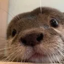 butterbutf