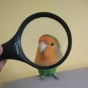 dukevin