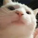 tonyetsonlaptop