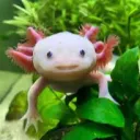 peety07
