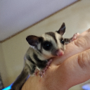 amberdawnkirkham69's Avatar