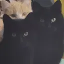 condiane