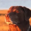 ytrav