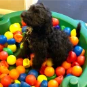ballsackhunter