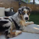 jacksontheauss