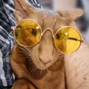 mr.chicen