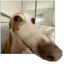 avatar WhoMadeThisAccount