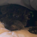 yyctwister member profile picture