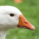 umpatoaleatorio.