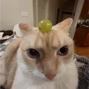 cane_li