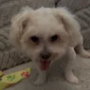 aj_.1029