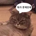ragdoll_cat