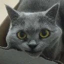 mortibi