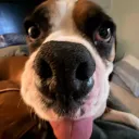 thebreadeater