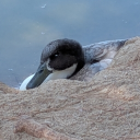 avatar NeonChordWolf