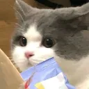 mighty_lord_meow avatar