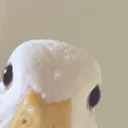koari
