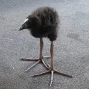 pukeko_god
