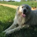 walkboi