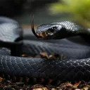 black.mamba.1