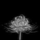 avatar CK_CookieKarl