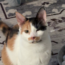 avatar ᴛᴏxɪcaツ