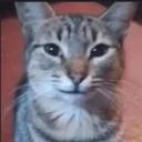 meowscles1785 avatar