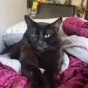 wh1teshadow21 avatar