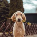 sayhellotorob