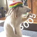 mrrat6005