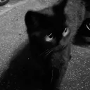 Avatar dewelopera coreli0_ na Discordzik.pl