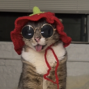 Discord Avatar