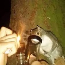 avatar Squirrel.420